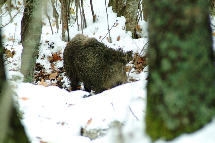 cinghiale